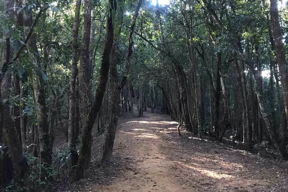 Shivapuri Nagarjun Jungle Safari Tour: Explore the Wildlife in Kathmandu